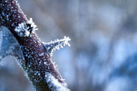 rose thorns frozen with ice closeup in winterの写真素材