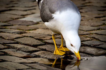 Seagull drinking out of puddle with reflection