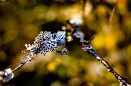pattern of white lichen on wooden branchの写真素材