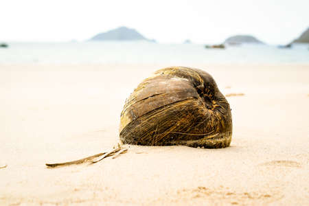 coconut lying in white sand at lonely beachの写真素材
