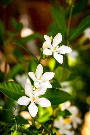 natural jasmine flower buds closeup in sunlightの写真素材