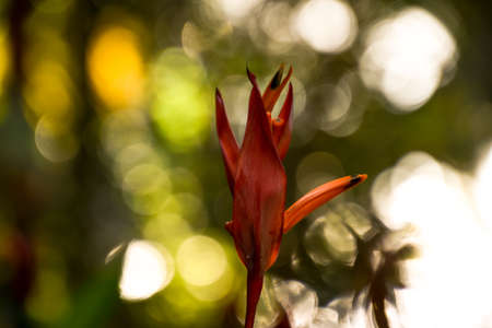 exotic Red Strelitzia reginae flower bud paradiseの写真素材