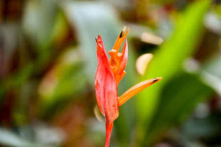 exotic Red Strelitzia reginae flower bud paradiseの写真素材