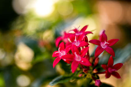 deep red ixora flower closeup with bokeh, southeastasiaの写真素材