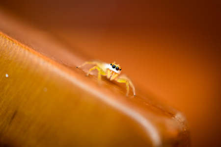 small yellow spider with dark eyes closeupの写真素材