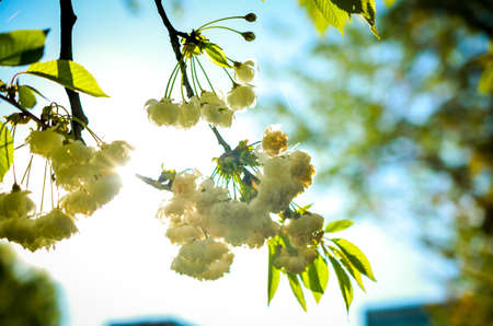 springscene of white cherry blossoms against backlightの写真素材