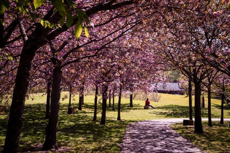 blooming of cherry blossoms in the gardenの写真素材