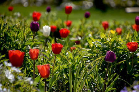 colorful tulips growing in the garden during spring sunlightの写真素材