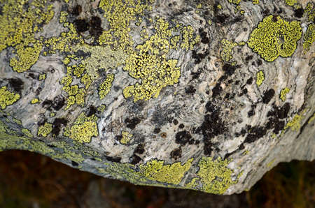 green lichen grown on grey rock textureの写真素材