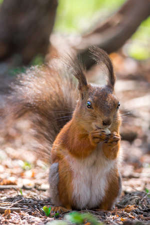 The photo shows a squirrel with a nut.の写真素材