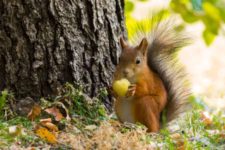 The photo shows a squirrel with a nut.の写真素材