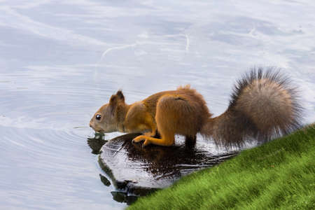 The photo shows a squirrel with a nut.の写真素材
