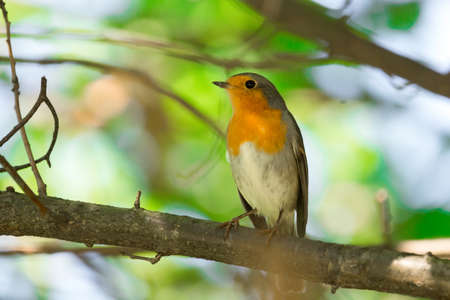 The photo shows a bird zoryankaの写真素材