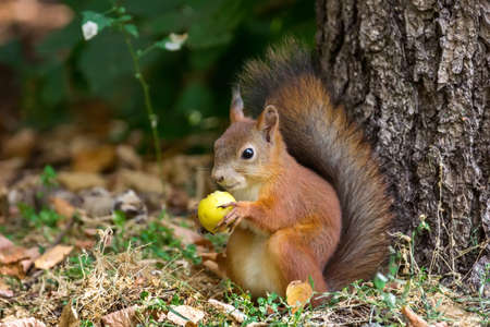 The photo shows a squirrel with a nut.の写真素材