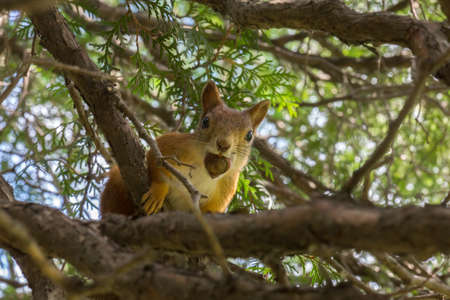 squirrel in a tree