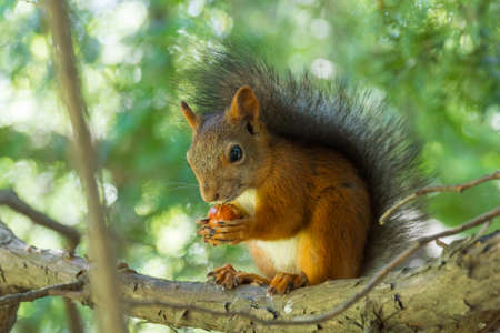 Squirrel sits on the tarmac waiting for nuts.の写真素材