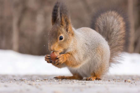 Squirrel sits on the tarmac waiting for nuts.の写真素材