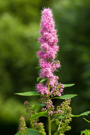 The photo shows the flowers in a meadow taken on a summer morning.の写真素材