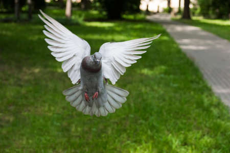 The picture shows the bird dove in flight.の写真素材