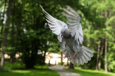 The picture shows the bird dove in flight.の写真素材