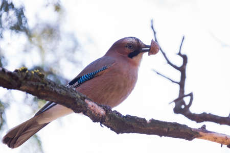 The photo shows jay on a branchの写真素材