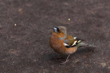 Finch is depicted in the photograph in the grassの写真素材