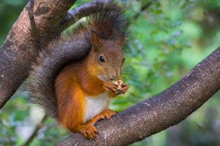 The photograph shows a squirrelの写真素材