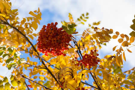 The photo shows the leaves and berries of mountain ashの写真素材