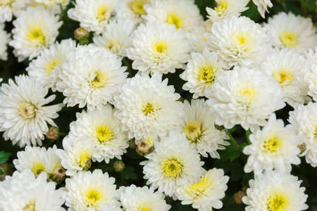 The photo shows flowers in the flowerbedの写真素材