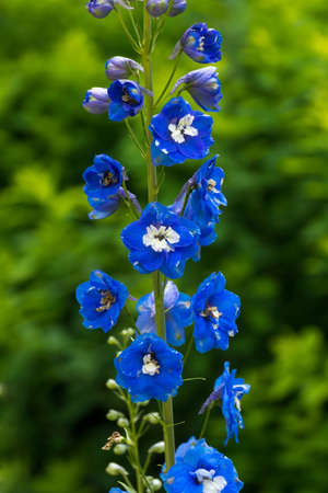 The photo shows the flowers in a meadow taken on a summer morning.の写真素材