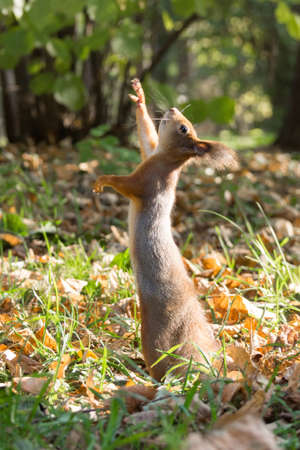 The photograph shows a squirrelの写真素材