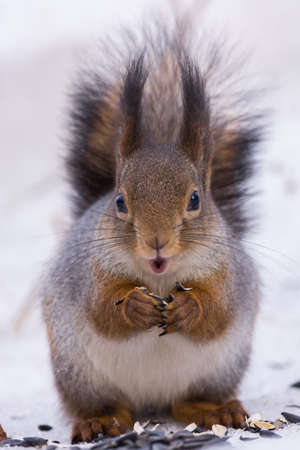 The photograph shows a squirrel