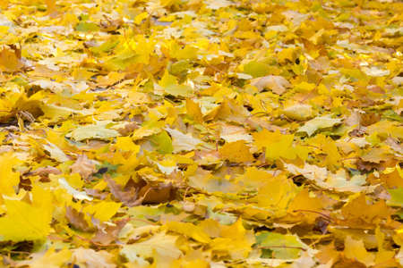 The photo shows autumn road backfilled yellow foliageの写真素材