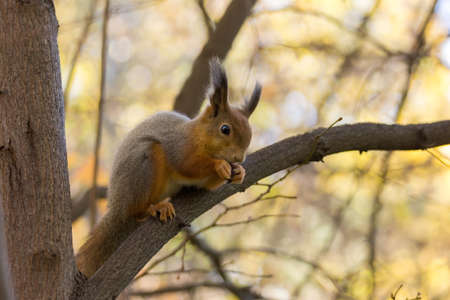 The photograph shows a squirrel on the treeの写真素材