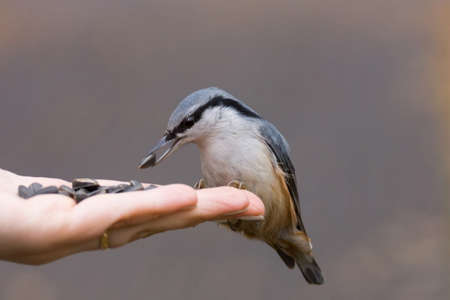 The photo shows a bird nuthatch eats seeds from the handの写真素材