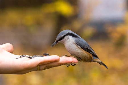 The photo shows a bird nuthatch eats seeds from the handの写真素材