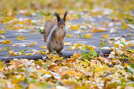 The photograph shows a squirrel on the treeの写真素材