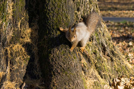 The photo shows the butterfly sits on a tree in anticipation of a nut.の写真素材