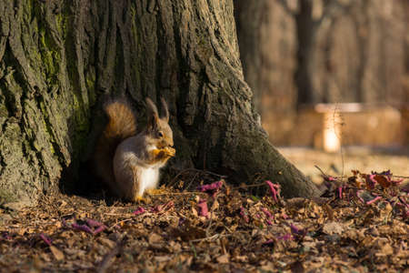 The photo shows the butterfly sits on a tree in anticipation of a nut.の写真素材