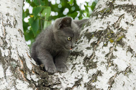 The photo depicts a kitten sitting in a treeの写真素材