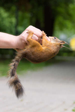 The photograph shows a squirrel sitting on a handの写真素材