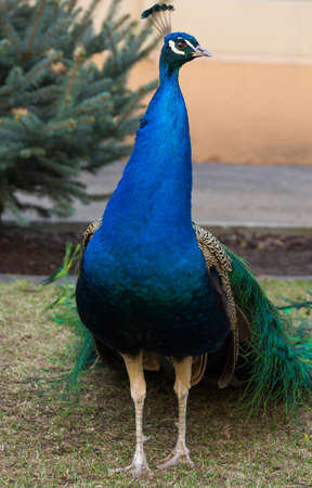 The photograph depicts an elegant peacock at the treeの写真素材