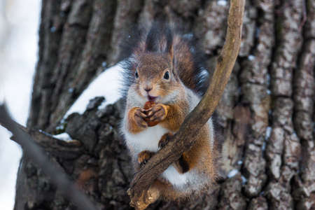 The photograph shows a squirrel on a branchの写真素材