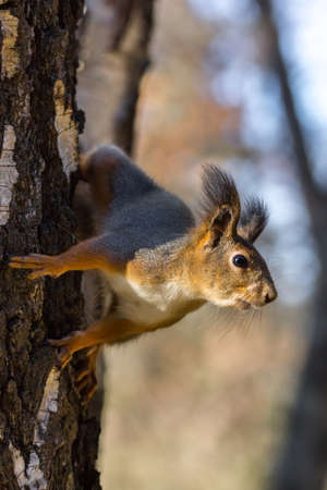 The photograph shows a squirrel in the snowの写真素材