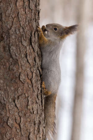 the photograph shows a squirrel on a tree
