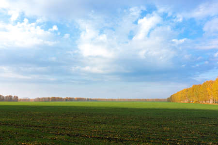 The photo shows the green grass in the fieldの写真素材