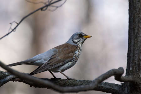The photo depicts a thrush on a treeの写真素材