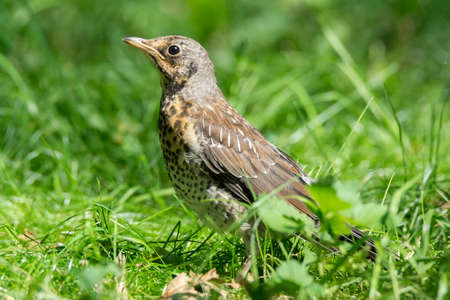 The photograph depicts Mavis at the stumpの写真素材