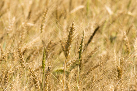 The photo shows a ripe wheat grainsの写真素材