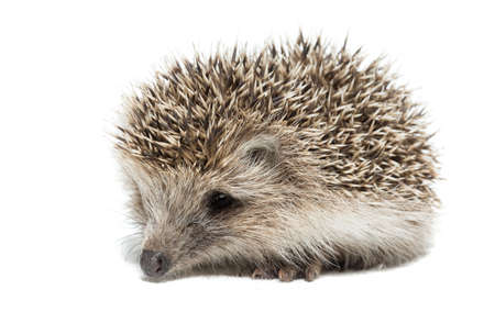 the photograph depicted a hedgehog on a white backgroundの写真素材